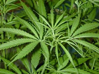 Legalización del consumo, producción, distribución y uso terapéutico del cannabis.
